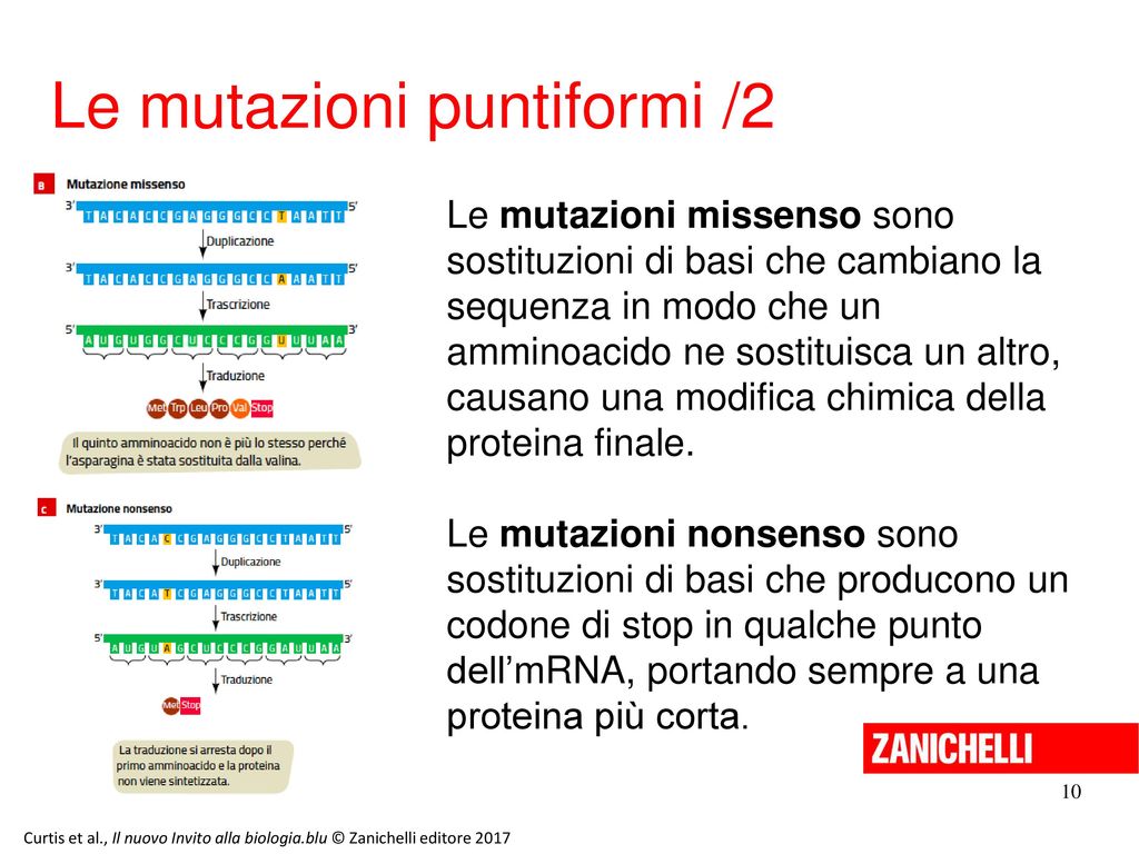 Mutazioni Genetiche Zanichelli